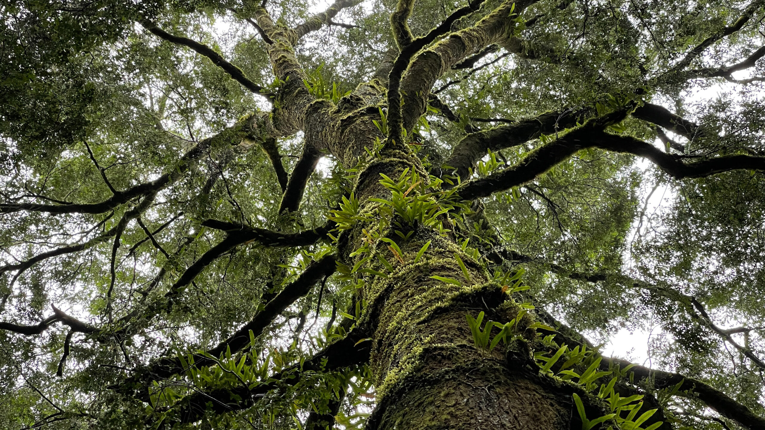 Rainforest Walk, Clayton VIC, Australia, photo by Andy Wang via Unsplash