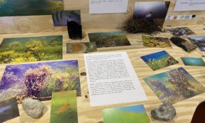 Utställning av havsambassadörer på Malmö universitet.